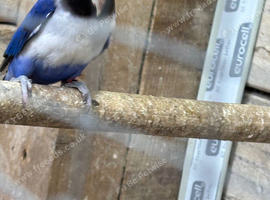 Semi tame lovebirds for sale