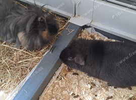 2 male guinea pigs with cage for sale