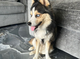 Male Pomsky
