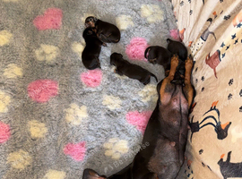 Dachshund puppies for sale