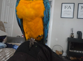 11 month old blue and gold