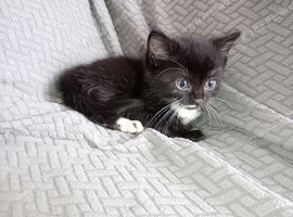 4 kittens ready to leave 18th August