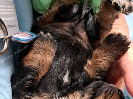 Jagger/lakeland