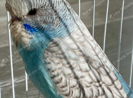 Baby budgie
