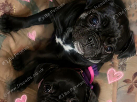 BEAUTIFUL FRUGS 2