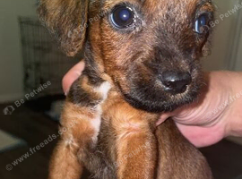 Patterdale boy