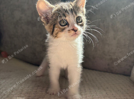 Lovely little kittens looking for a forever home ️