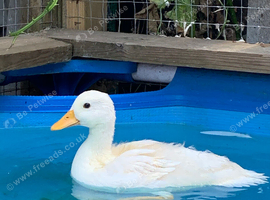 Call duck - Great Barr