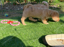 2 Beautiful male Puppies for sale