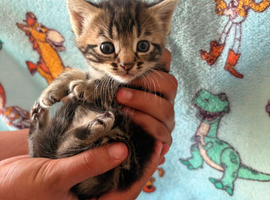 Kittens