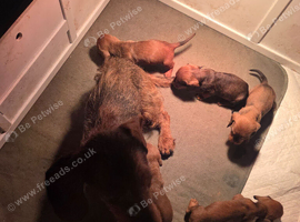 Standard wirehaired dauchshaund (teckles)