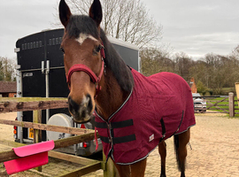 Ex racer for sale