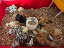 4 week old chicks for sale