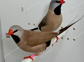 Beautiful pair of Shaft tail grass finches