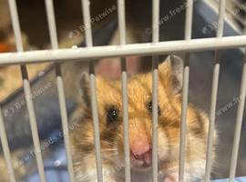 Female Syrian hamster