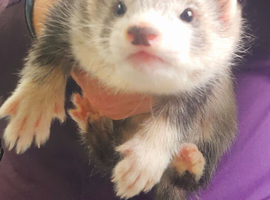 Gorgeous Angora x ferret kits