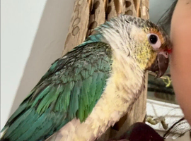 Green Cheek Conure &ndash; Sweet, Tame & Loving
