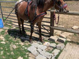 Blanket spot cob gelding