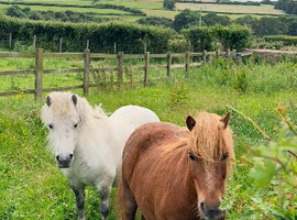Two registered (SPSBS), miniature Shetland geldings in