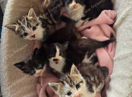 Stunning kittens for reservation/sale