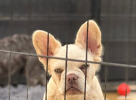 Fluffy/Puffy French Bulldogs