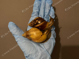 2 Lissachatina fulica giant African land snails