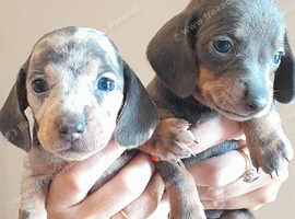 Dashhound puppies