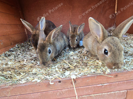 3 baby bunnies