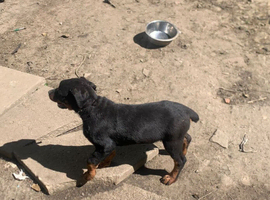 Puppy