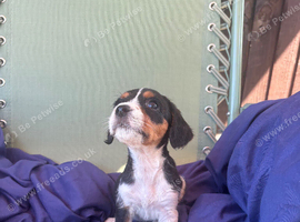 Beautiful Jack Russell Puppies Ready Now