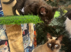 SEMI LONG HAIRED MALE KITTENS AND TORTIE FEMALE KITTEN