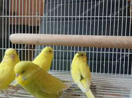 Baby budgies for sale