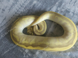 Royal python males n females