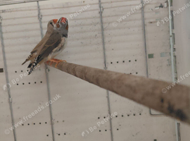 Zebra finches for sale