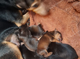 Patterdale pups