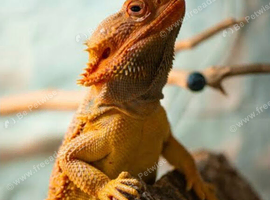 Drago the Dragon