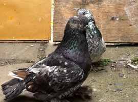 Pair of beutiful tumbler pigeons
