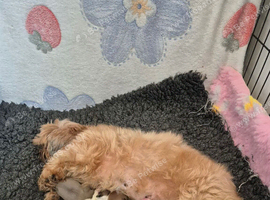 Imperial Shih Tzus / girls/boys / Doncaster