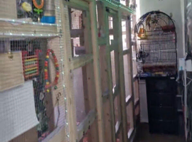Aviary bird rehoming