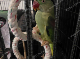 Green female alexandra