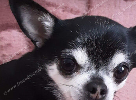 Chuchuahua, Small apple head.