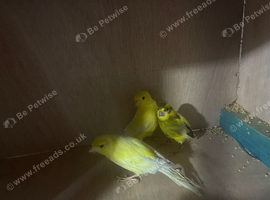 3 canaries