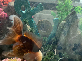 Panda xl oranda x2 one red cap tri colour