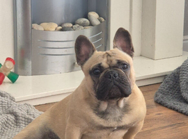 2 year old male French bulldog
