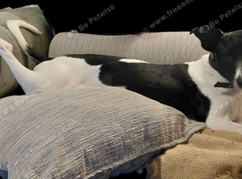 Small breed lurcher needs new home