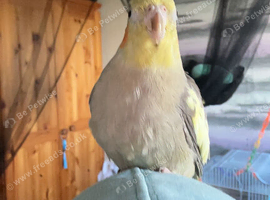 Sunny cockatiel