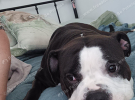 Female Alapaha dog 2 years old