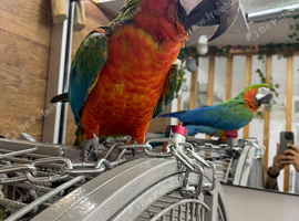 Baby Harlequin Macaw Parrot