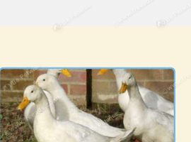 Campbell ducks all girls &pound;25