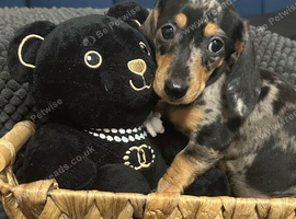 Adorable lil miniature dachshund pups read see all details below